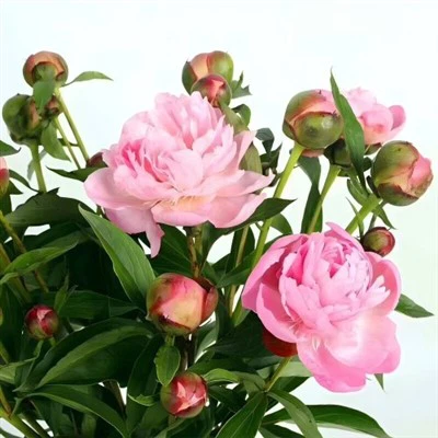 Woz pivwan flè koupe fre